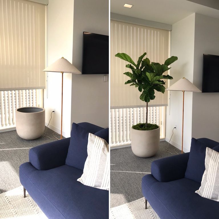 Corner space before and after fiddle leaf fig
