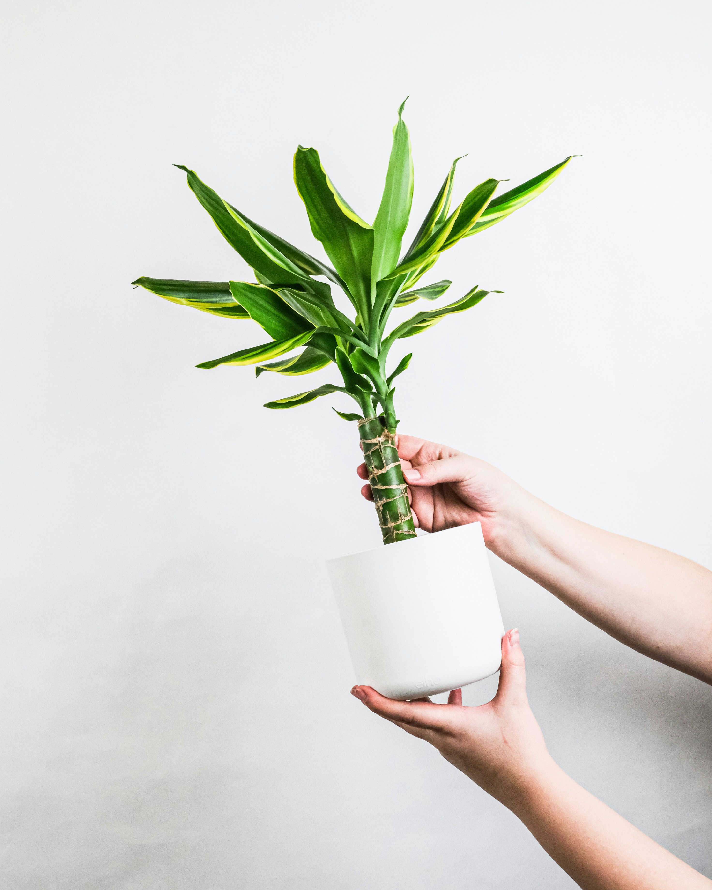 Dracaena plant in white pot