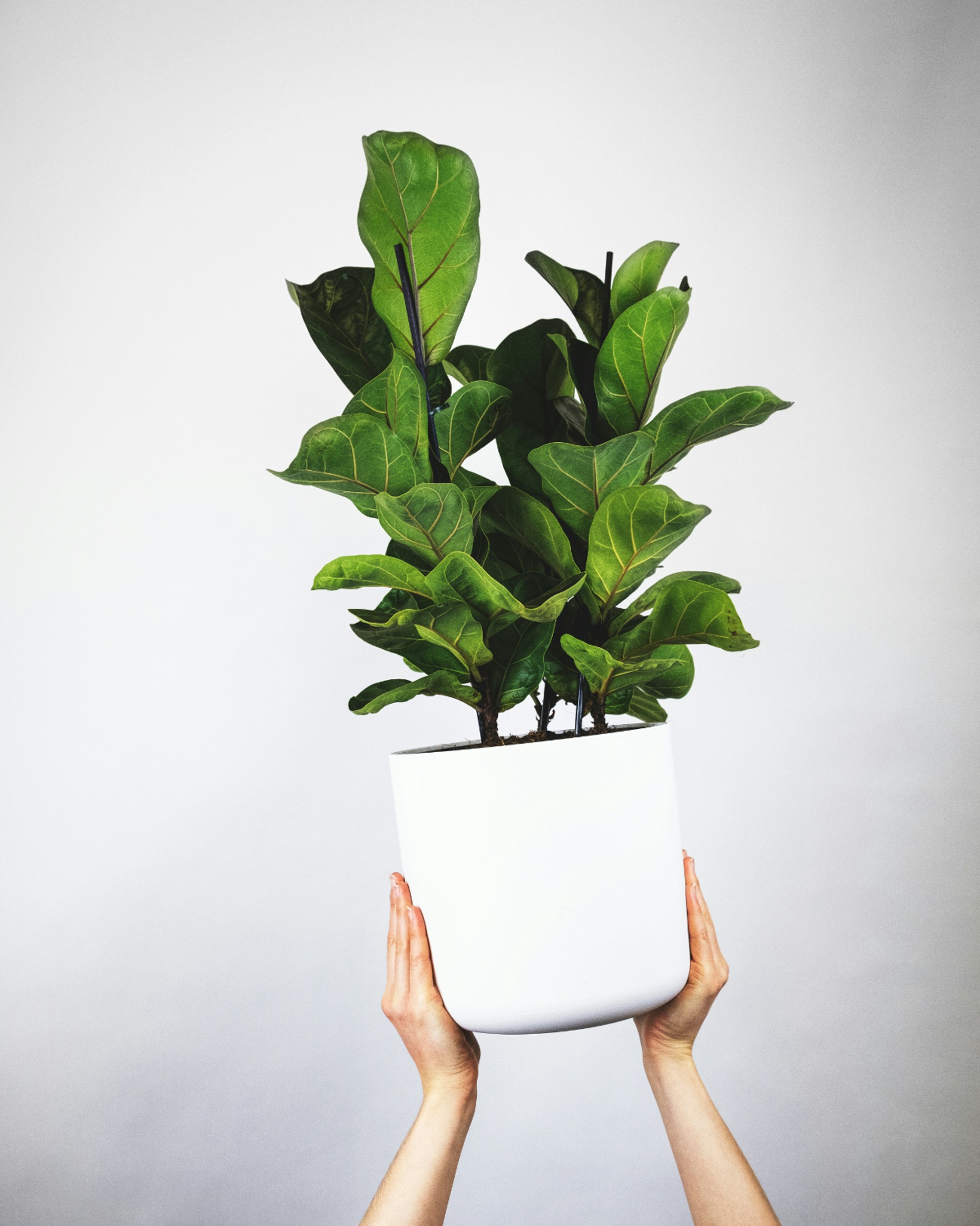 Fiddle Leaf Fig plant