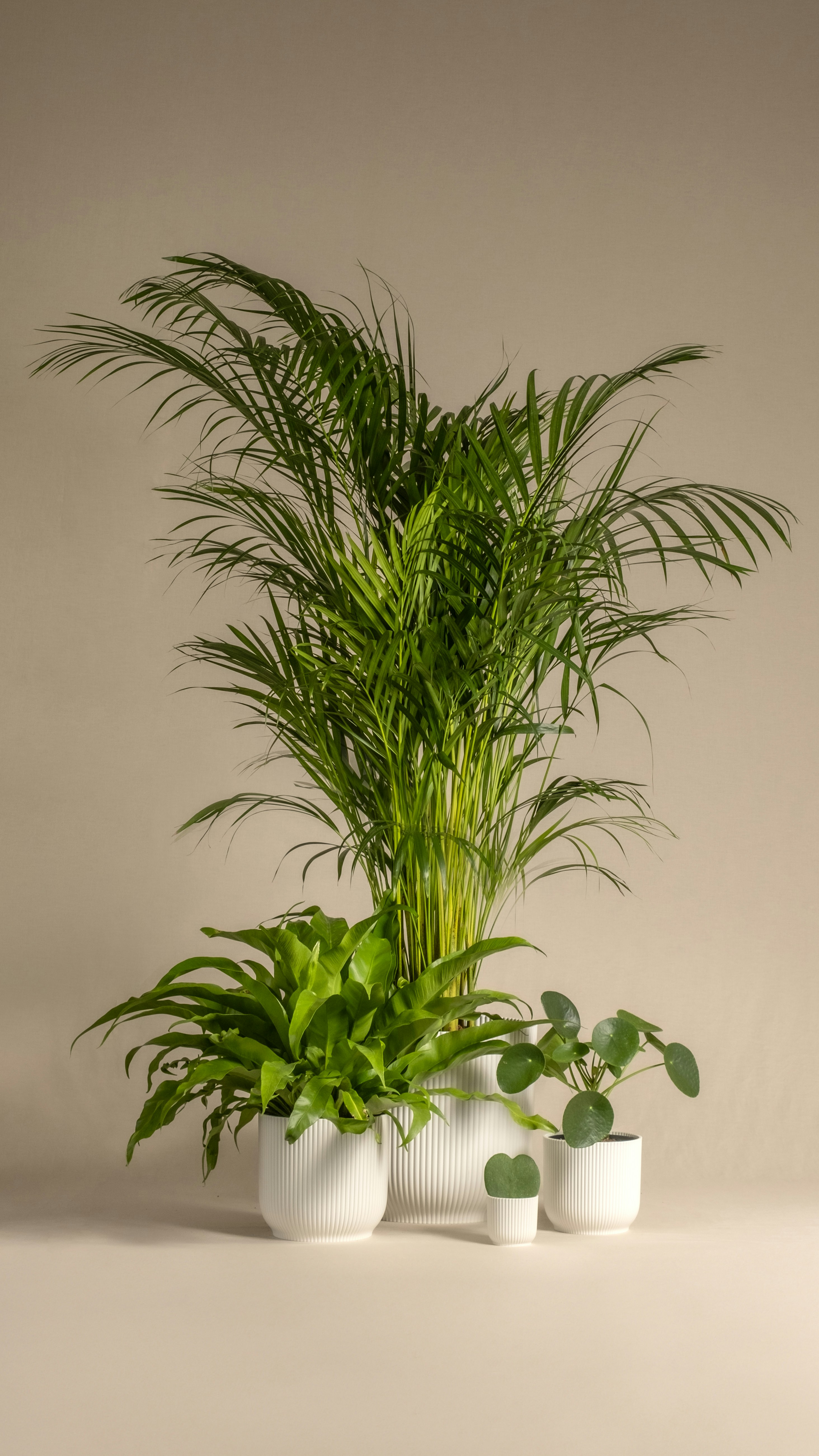 Large floor plant grouping