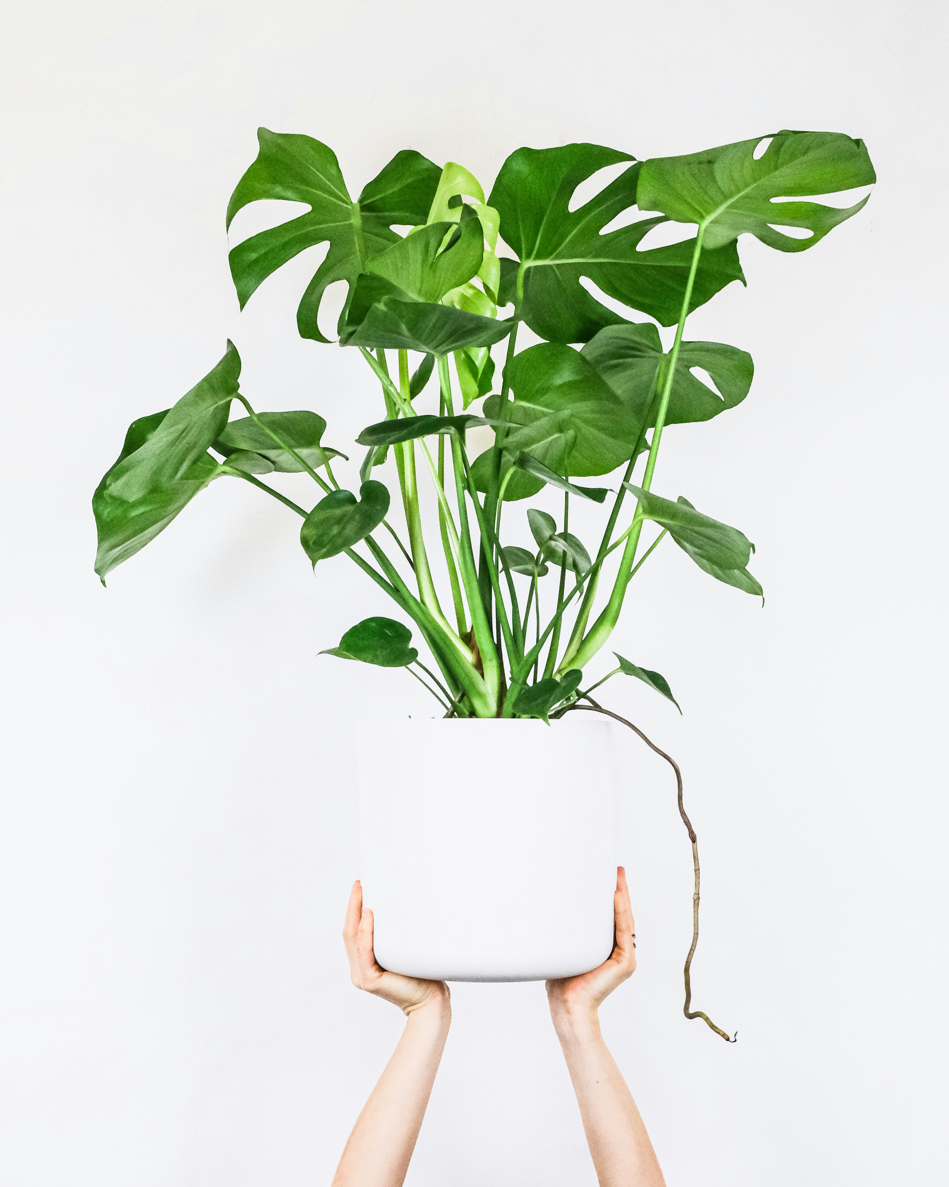 Monstera plant in white pot