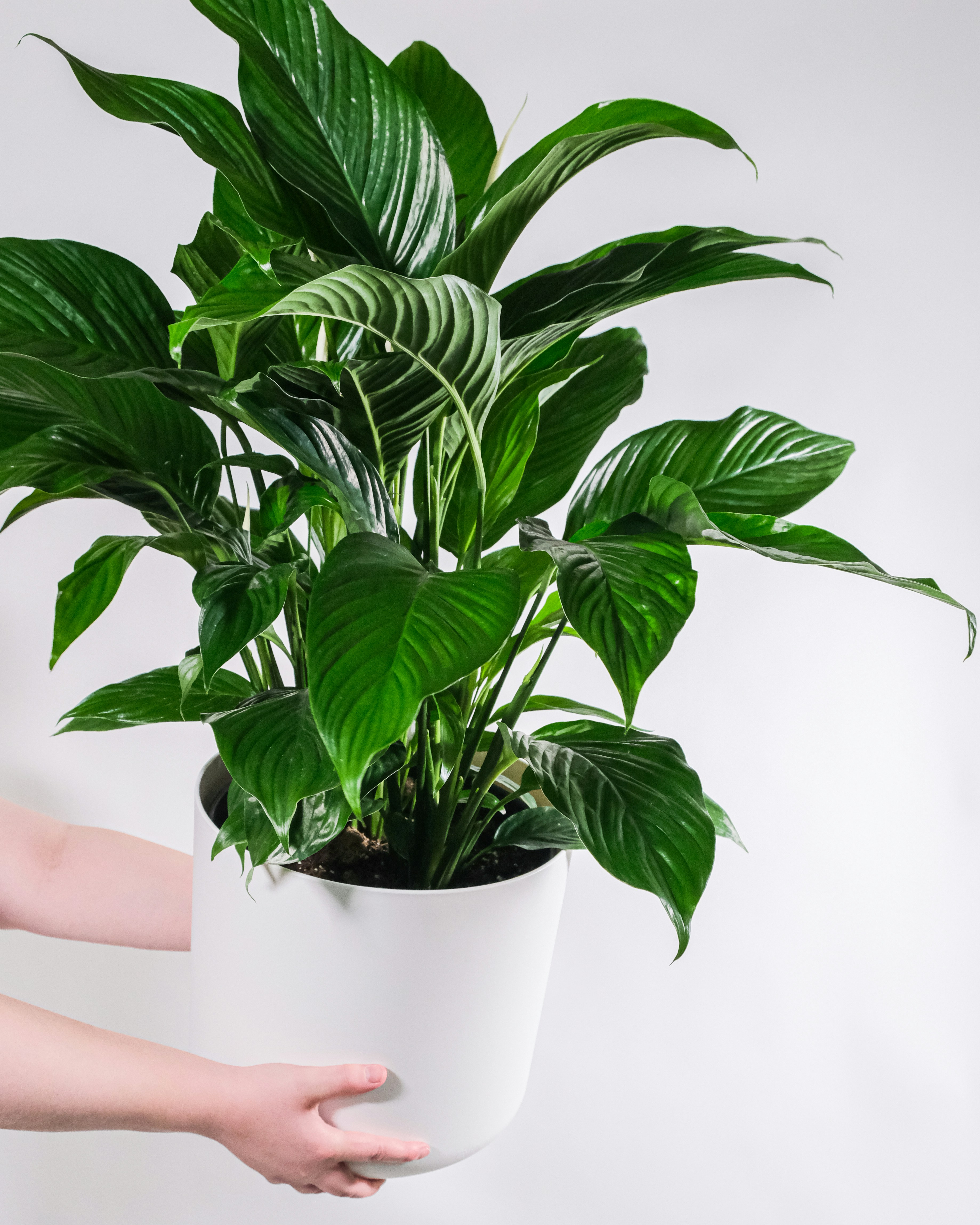 Peace lily plant in white pot