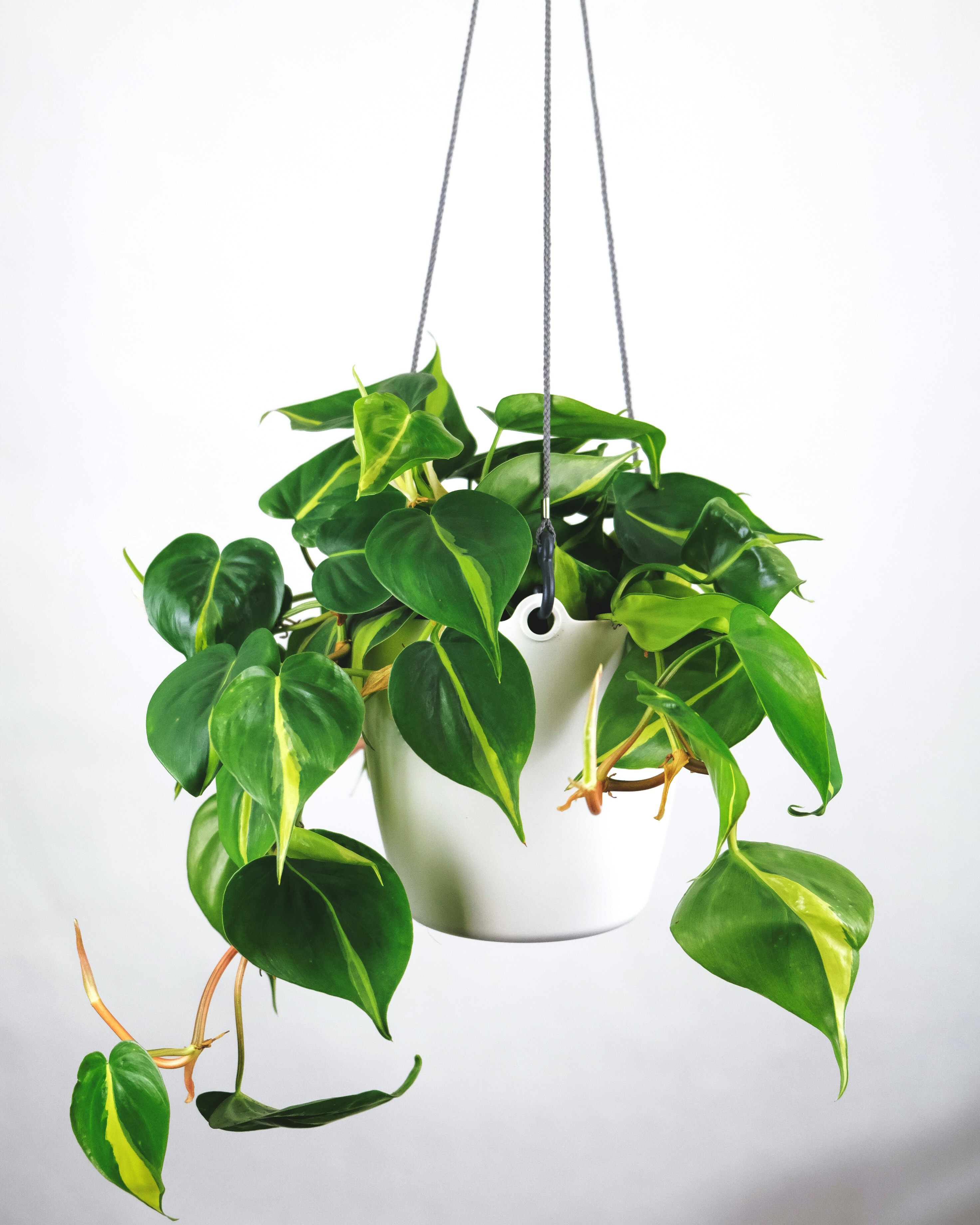 Philodendron hanging plant