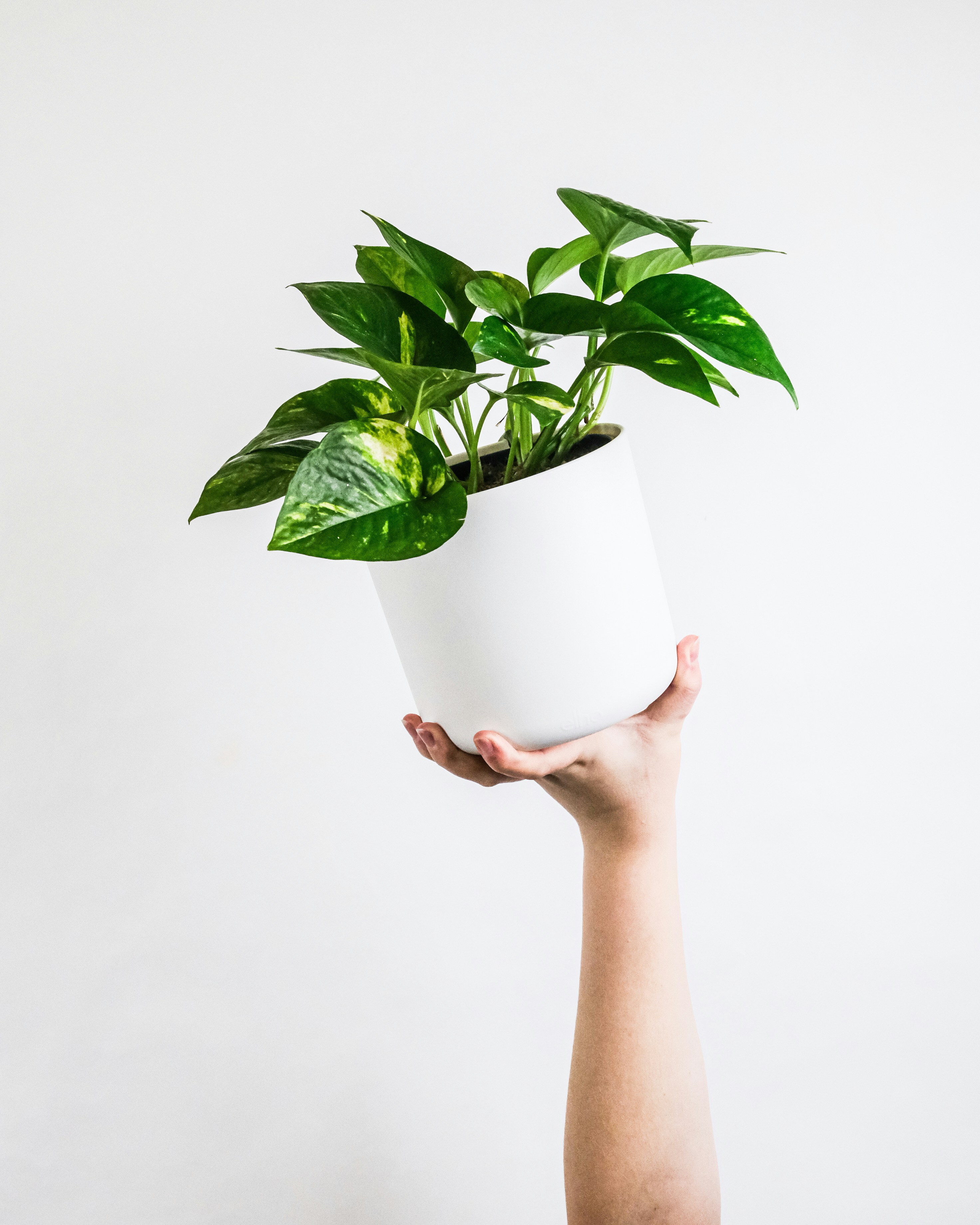 Pothos plant in white pot