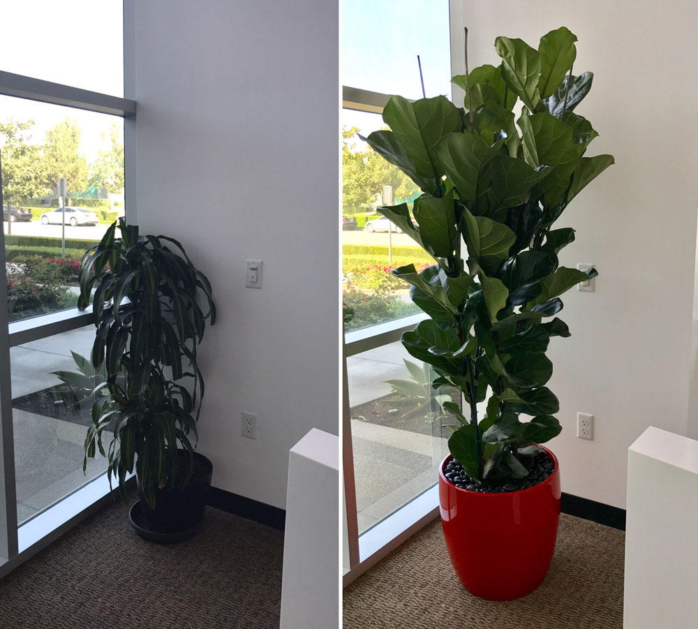 Office plant installation before and after