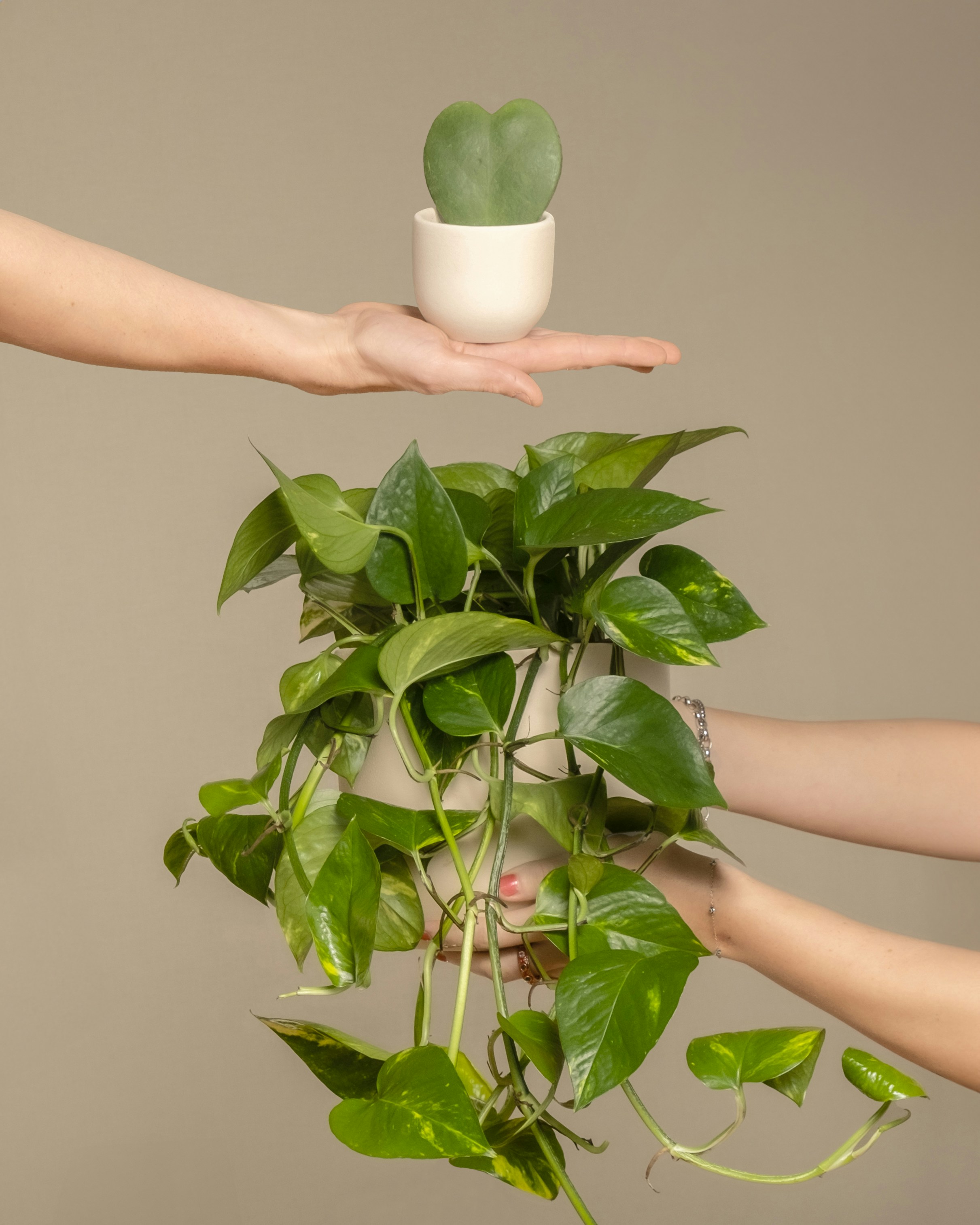 Small pothos plant