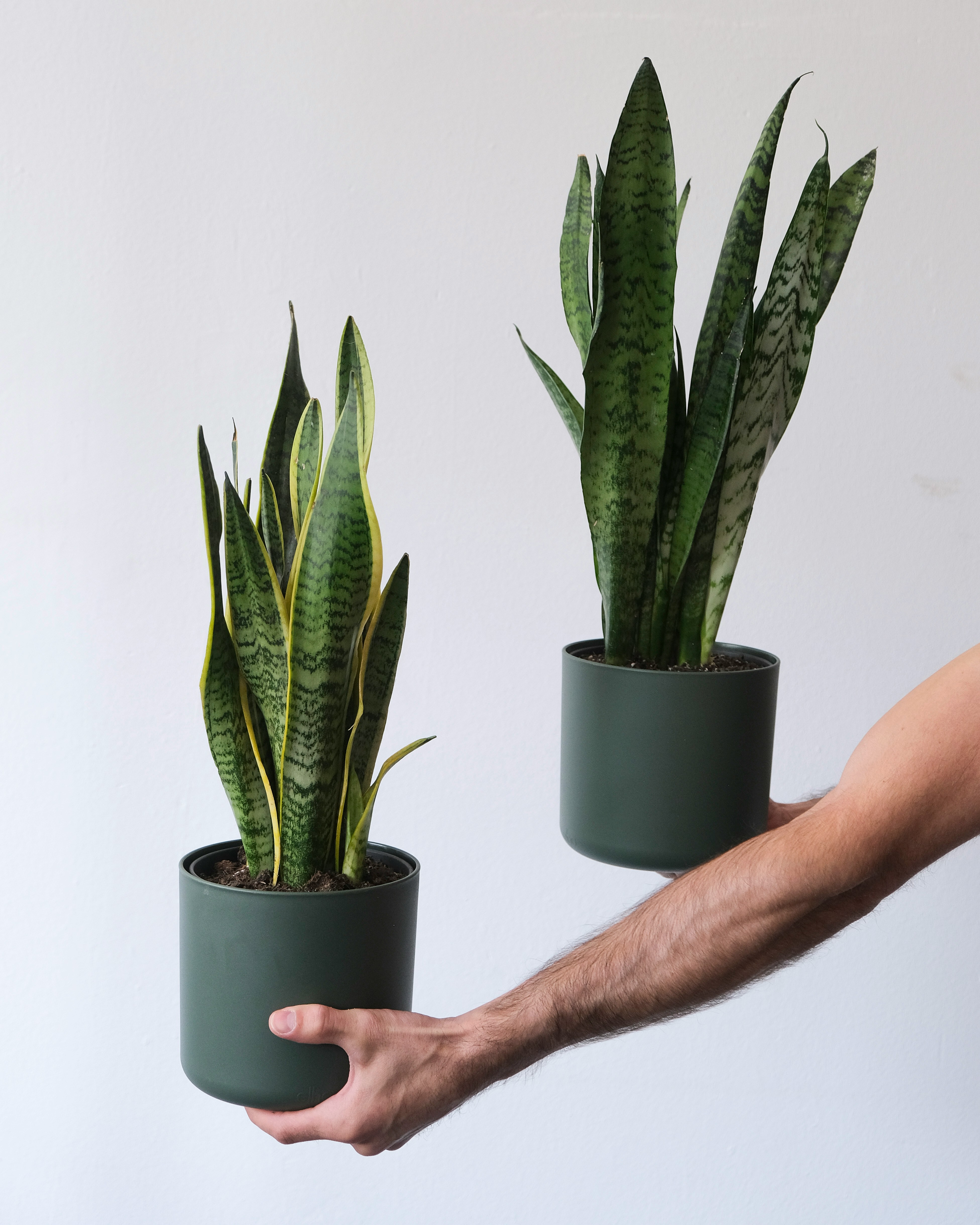 Snake plant in dark green pot