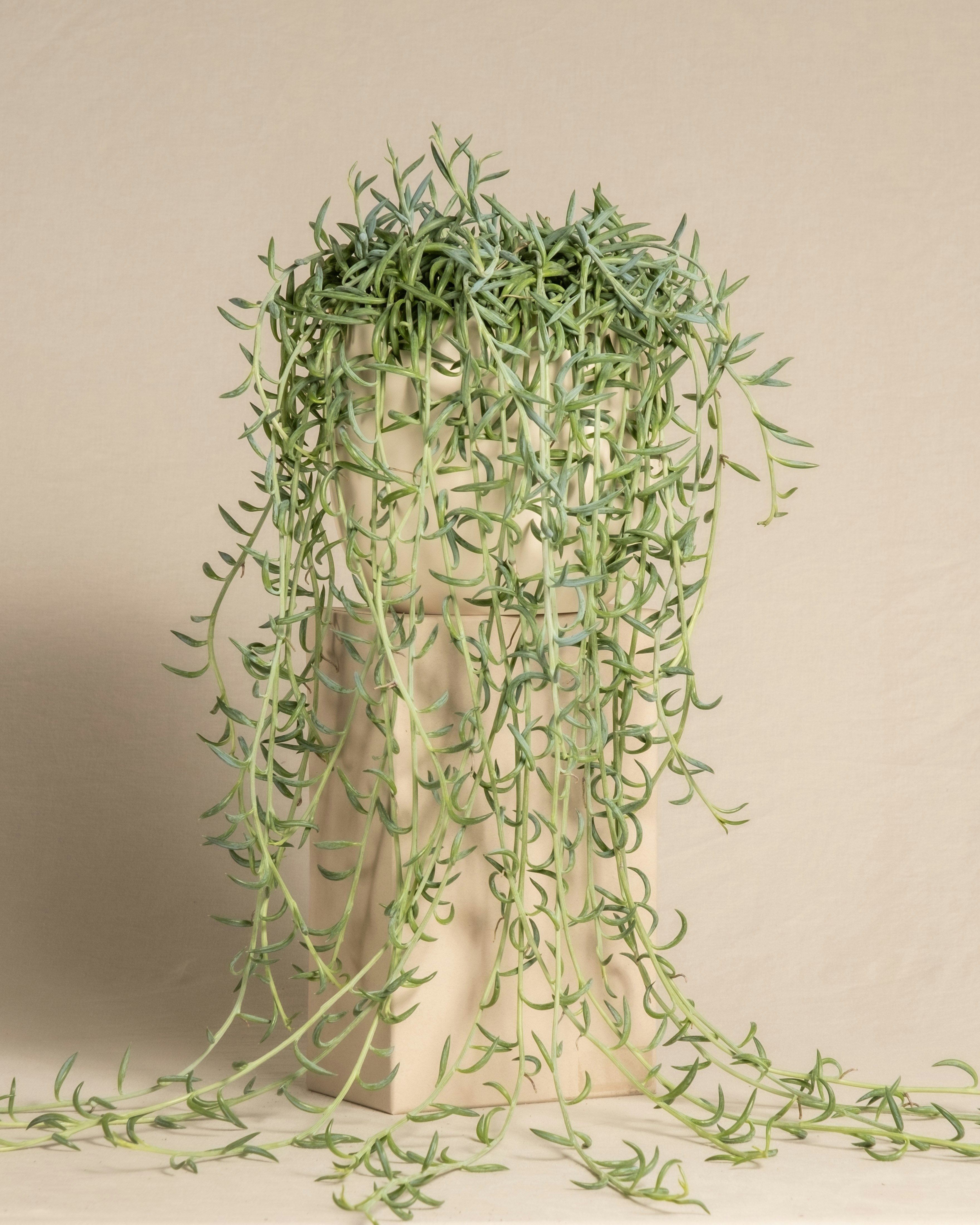 Succulent trailing plant