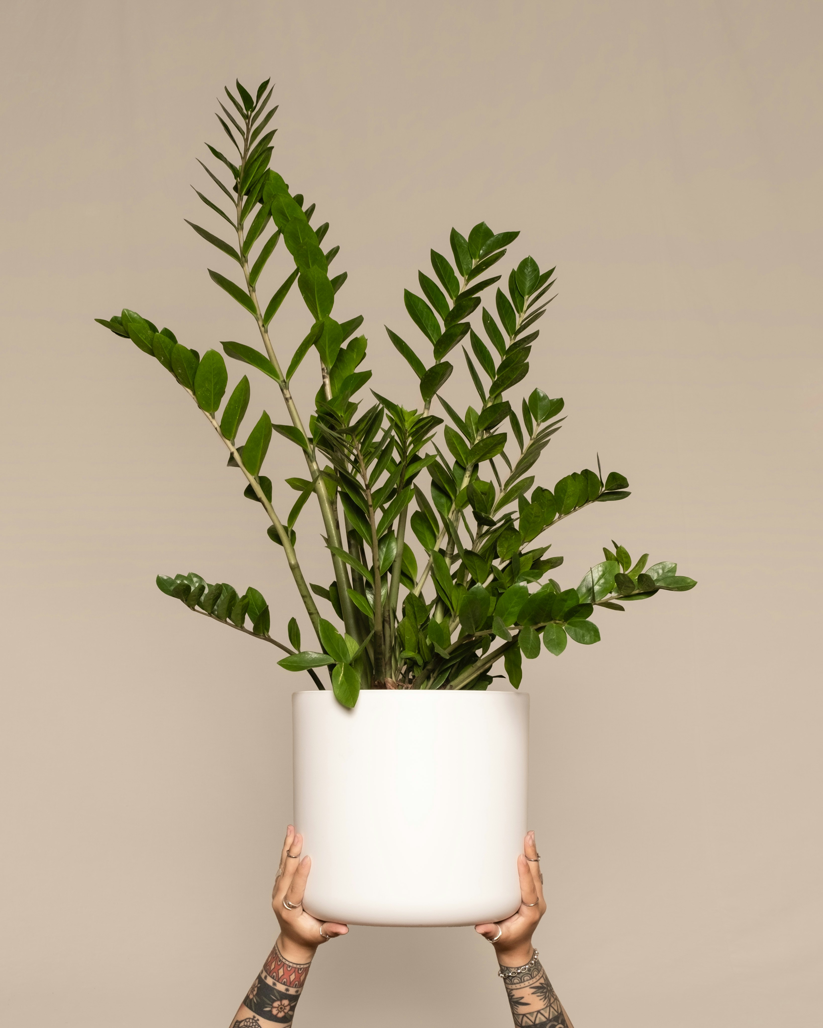 ZZ plant held up in white pot